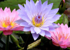 How to grow bigger better and more beautiful water lilies