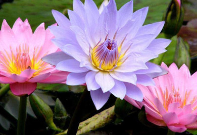 tropical water lilies, water lilies, how to grow water lilies