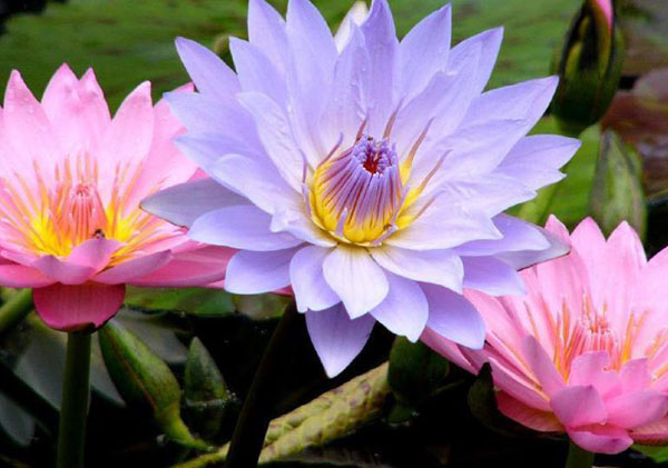 tropical water lilies, water lilies, how to grow water lilies
