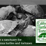 Sanctuary for Turtles and Tortoises – California Turtle and Tortoise Club