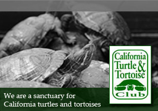 Sanctuary for Turtles and Tortoises – California Turtle and Tortoise Club