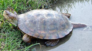 Pond Turtles - California Turtle and Tortoise Club