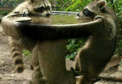 How Deep Pond Raccoons 