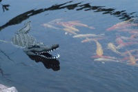 Aquascape Floating Alligator Decoy - Decoy - Predator Control - Part Number: 93000 - Aquascape Pond Supplies