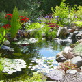 What to do to get your pond ready for spring?