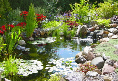 How to get rid of algae in your pond