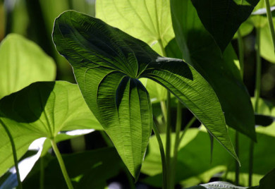 The calming cool green of Arrowhead leaves display an intricate railroad pattern. This easy-to-grow plant is a crowd pleaser in the pond world.
