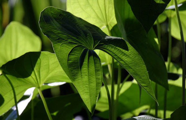 Arrowhead: Arrowhead Pond Plants