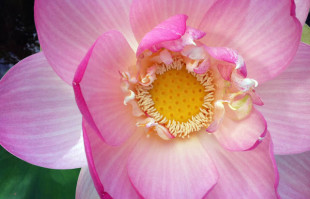 Pink Lotus: Who doesn’t love the Lotus?