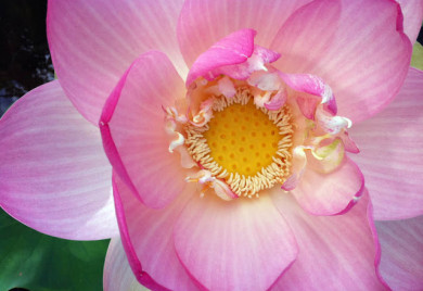 Pink Lotus: Who doesn't love the Lotus?