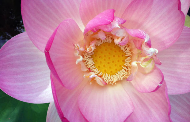Pink Lotus: Who doesn’t love the Lotus?