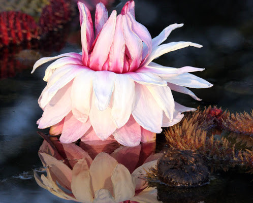 regal victoria waterlily: close up