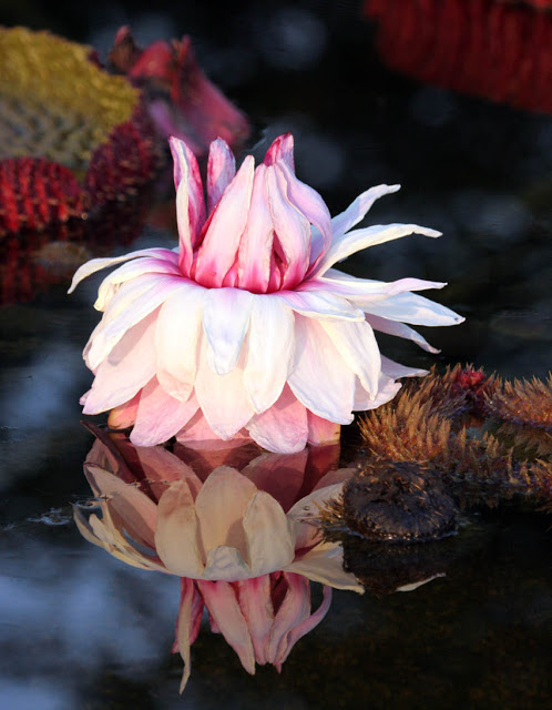 Regal Victoria Waterlily: A close-up of this South American beauty, named after Queen Victoria.