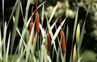 Cattail! I do love the variegated leaves and spongy flowers of this stately plant.