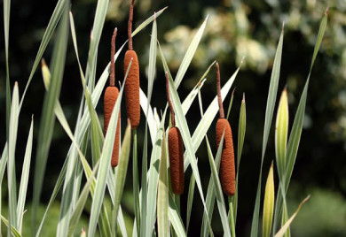 Cattail: I do love the variegated leaves and spongy flowers