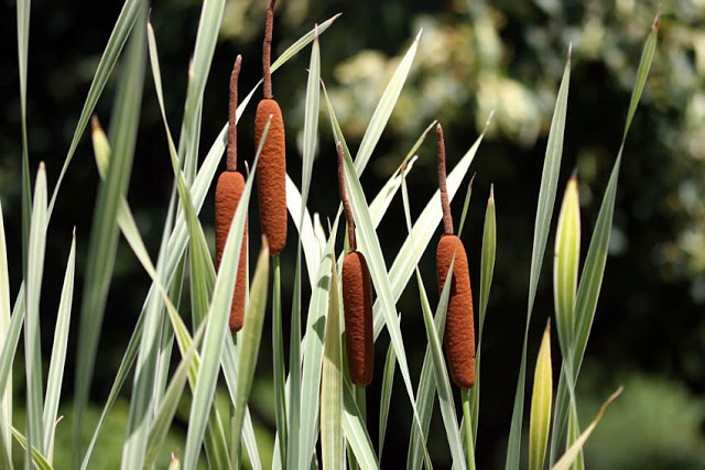 Cattail: I do love the variegated leaves and spongy flowers