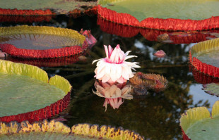 Victoria Waterlily: The Regal Victoria Waterlily