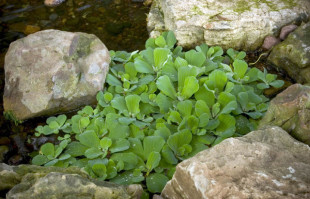 Water Lettuce: I’ve had a love affair with this floating plant for years.