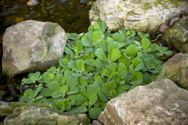 Water Lettuce: I've had a love affair with this floating plant for years.