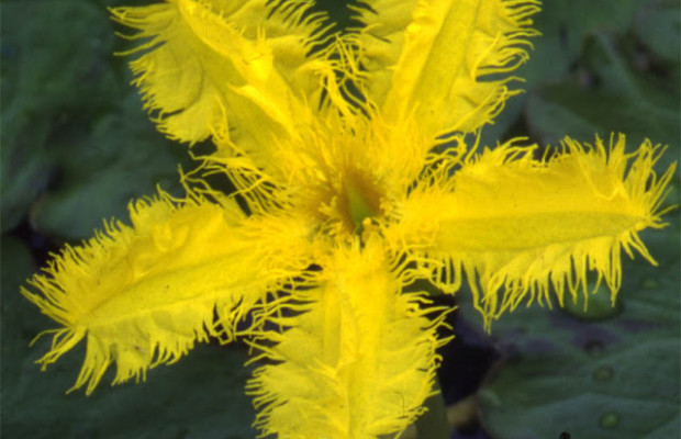 Nothing boasts summer like a bright, Yellow Snowflake.