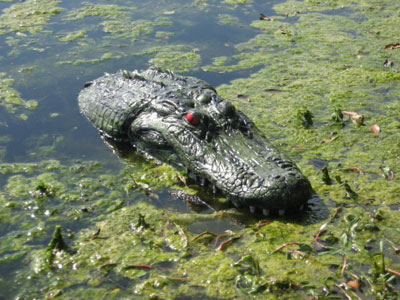 Pond & Garden Protection: Floating Gator | Pond Protection Learn more about Pond Supplies, Pond Care & Maintenance, Pond & Garden Protection, Pond Protection and Pond Maintenance at SunlandWaterGardens.com
