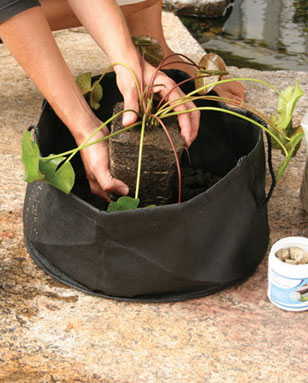 Aquascape Pond Supplies: Fabric Lily Pot 14